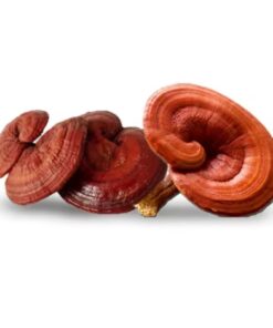 Reishi